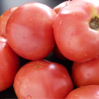 Rozi paradajz ”Bradley“