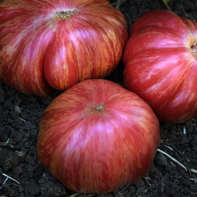 Paradajz ”Pink Jazz“