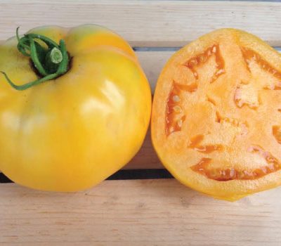 Paradajz ”Zlatni Jubilej”