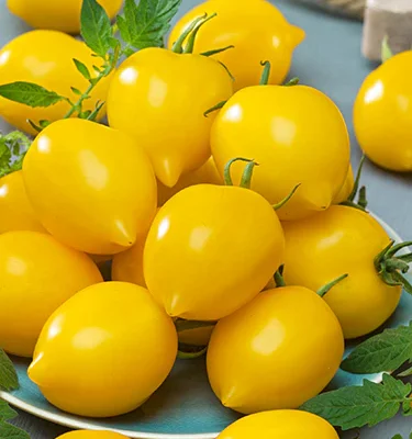 Paradajz ”Limun Plum“ - Sankt Petersburg