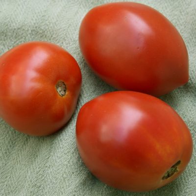 Paradajz “Amish Paste Tomato“