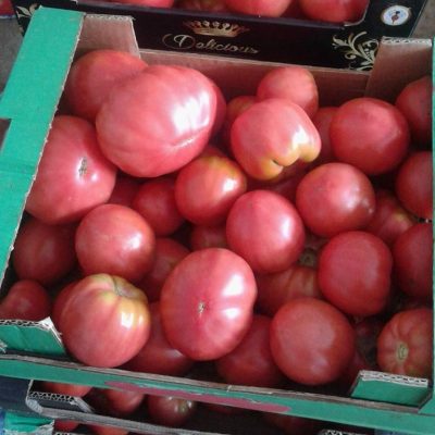 Paradajz “Anđelina F1“