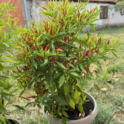 Ljuta Žaoka (domaća sorta)