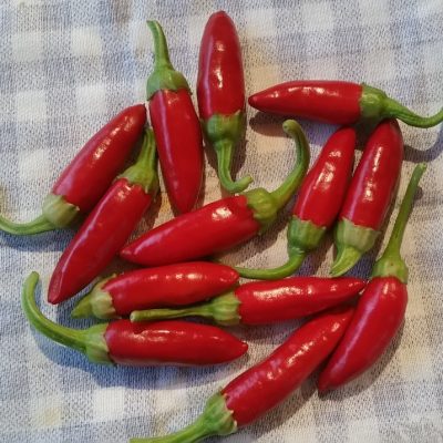 Mesečarka ”Domaća Sorta“