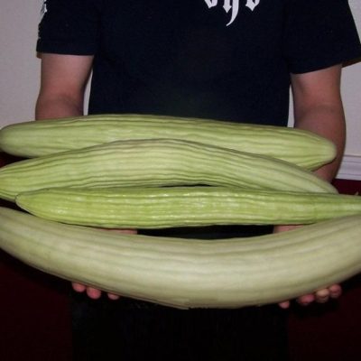 Jermenski Krastavac (svetlo zeleni)