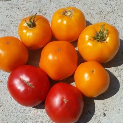 Paradajz Kelgoni Mix