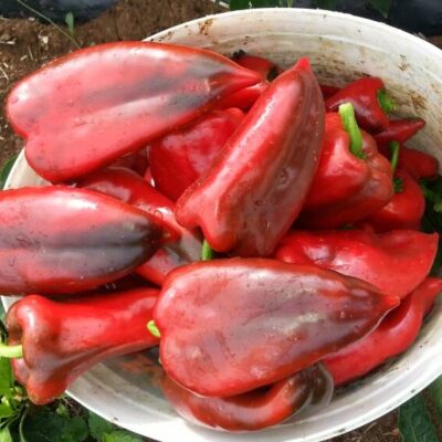 Paprika ”Moravska Kapija“