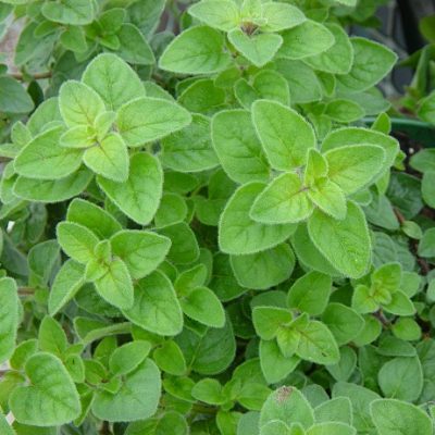 Origano