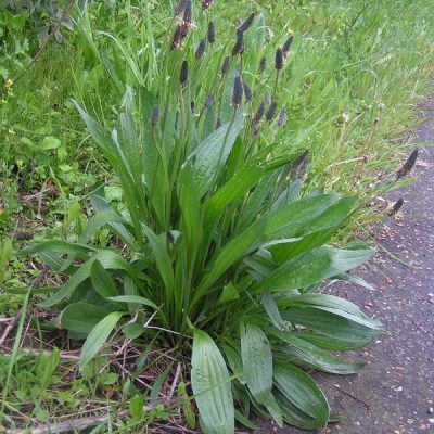 Uskolisna Bokvica (Plantago lanceolata)