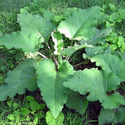 Veliki Čičak (Arctium lappa) lekovit
