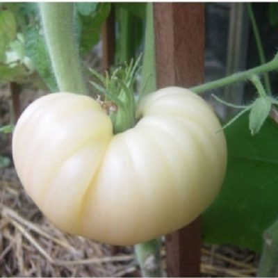 Paradajz "Beli Tomesol"