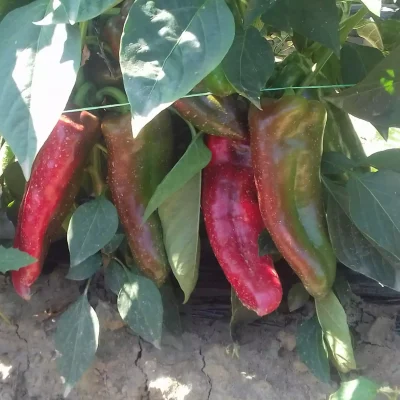 Paprika ”Jesenka” najdugotrajnija sorta