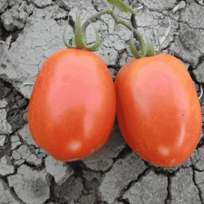 Paradajz šljivar Ležak