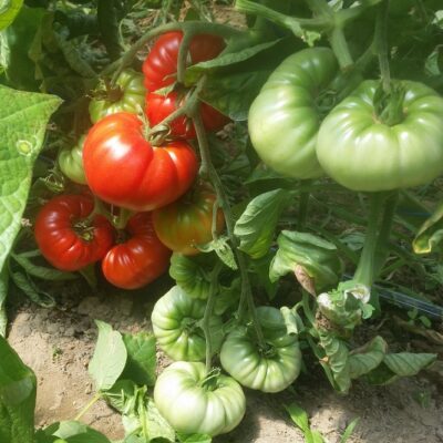 Domaći Paradajz “Romanov Biser"