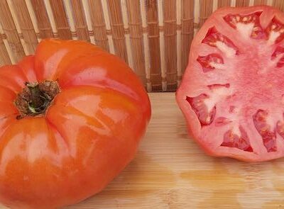 Paradajz Kros Biftek