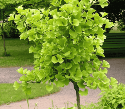 Ginko Biloba
