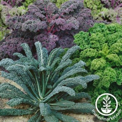 Mix Kelj - tri sorte