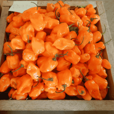 Oranž Habanero