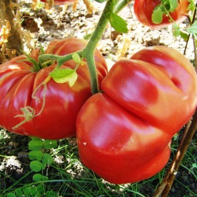 Paradajz Veliki Biftek