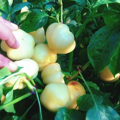 Beli Kalvil - Paprika (za turšiju i punjenje)