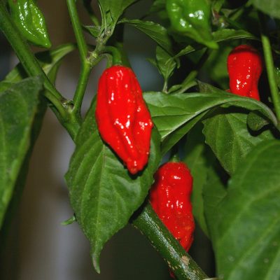 "Bhut Jolokia" original -(extremno ljuta)