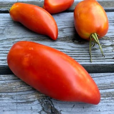 Paradajz - Italijanska paste paprika