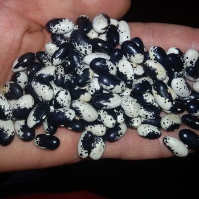 “Stara Puterica” - Boranija