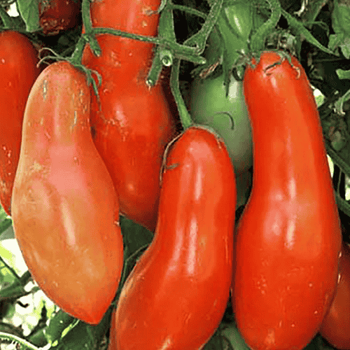 Kobasicasti-paradajz-1