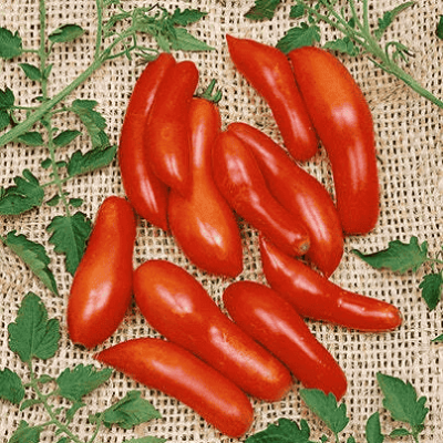 Paradajz "Kobasičasti" - ranija sorta