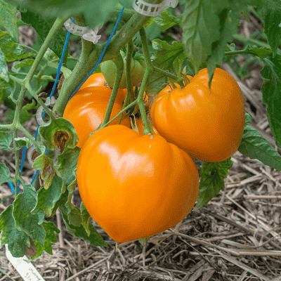 Volovsko Srce - Narandžasto - sočno